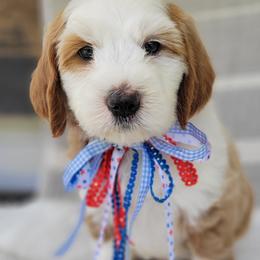 Valor - Red male Bernedoodle puppy in Warrior, Alabama from Elite Goldendoodles and Bernedoodles