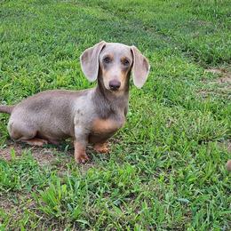 Broly - Dachshund