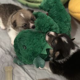 Pembroke Welsh Corgi Puppies from Temperance Farm Corgis