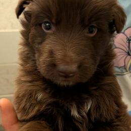 No collar male - Liver male German Shepherd puppy in Garrett, Indiana from Devil-Dog Shepherds
