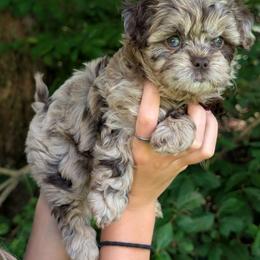 Waverly - Merle female Shihpoo puppy in Coshocton, Ohio from Forever Family Puppies