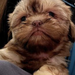Shih Tzus from Katie's Critters