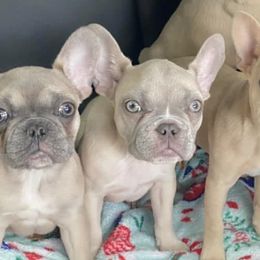 French Bulldogs from Porterhouse Frenchies