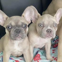 French Bulldogs from Porterhouse Frenchies