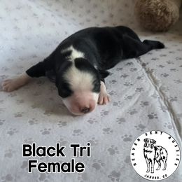 Imogen - Black tri female Miniature Australian Shepherd puppy in Jaroso, Colorado from Heaven Sent Aussies