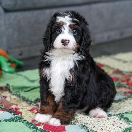 Blade - Tri-color male Bernedoodle puppy in Dundee, Ohio from Down Home Doodle