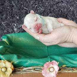 French Bulldog Puppies from PHP's Starbulls