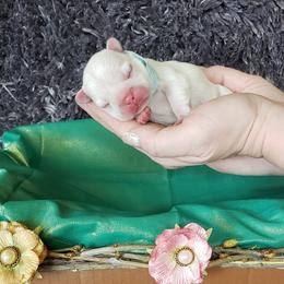 French Bulldog Puppies from PHP's Starbulls