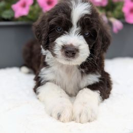 Eva - Brown and white female Aussiedoodle puppy in Coulee City, Washington from Mr and Mrs Doodle Farm