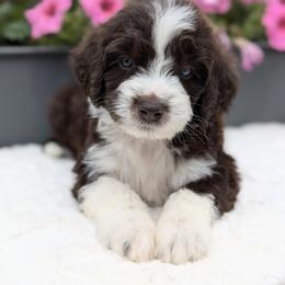 Eva - Brown and white female Aussiedoodle puppy in Coulee City, Washington from Mr and Mrs Doodle Farm