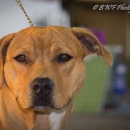 Tweety Bird - American Pit Bull Terrier