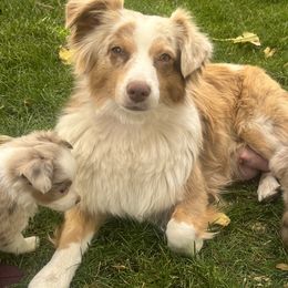 Toy Australian Shepherds from Buffy’s Little Aussies