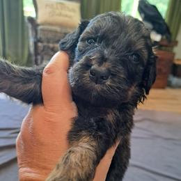 Purple girl 1950 - Chocolate merle female Bernedoodle puppy in Lafayette, Alabama from Williams Lake Kennels