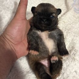 Leo - Fawn sable male Pekingese puppy in Plano, Texas from Dogs lovers