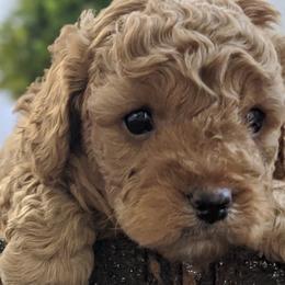 Cavapoos from cavapoo idaho