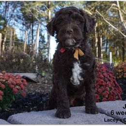 Goldendoodle Puppies from Music City Goldendoodles