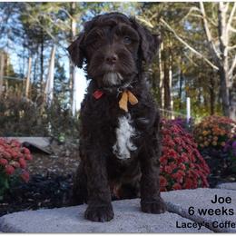 Goldendoodle Puppies from Music City Goldendoodles
