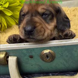 Green - Red male Dachshund puppy in Leoma, Tennessee from Southbound Kennel