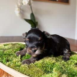 Shuri - Black and gold female Yorkshire Terrier puppy in Smryna, Georgia from Owensons’ Kennel