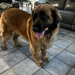 Leonberger and Miniature Australian Shepherd Puppies from Bear Pond Aussies / Leonbergers of Maine
