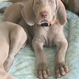 Weimaraner Puppies from Jennifer Anne's Weimaraners