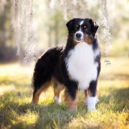 Australian Shepherds from Te Amo Australian Shepherd
