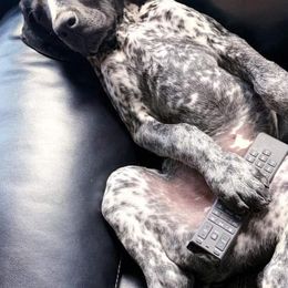 German Shorthaired Pointers from Cady Falls GSPS