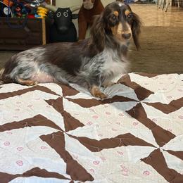 Scarlett - Dachshund