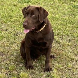 Flex - Labrador Retriever