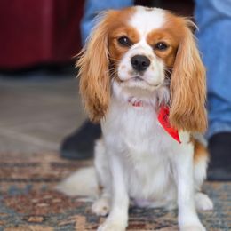 Jack - Cavalier King Charles Spaniel