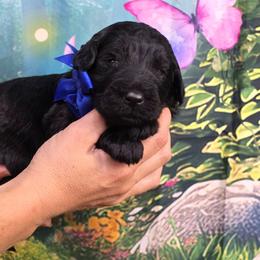 Cider - Black male Goldendoodle puppy in Springfield, Oregon from Oregon's Oodles of poodles & doodles