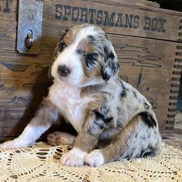 Dolly - Blue merle female Aussiedoodle puppy in Orange Cove, California from Sand Creek Ranch Aussiedoodles