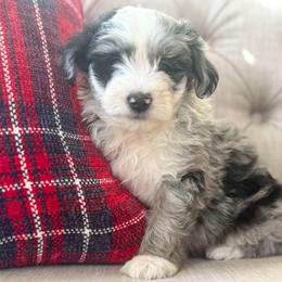 Dressing 🩵 - Blue merle female Aussiedoodle puppy in Granbury, Texas from Triple Cross Doodles