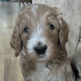 Mav - Cream male Goldendoodle puppy in Monument, Colorado from Hilltop Goldendoodles