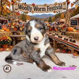 Mistyweather - Blue merle female Bernedoodle puppy in Banner Elk, North Carolina from Walnut Tree Bernedoodles