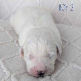 Boy 2 - White male Great Pyrenees puppy in Yakima, Washington from Naches Heights Ranch
