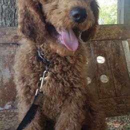 Goldendoodles and Poodles from Oakridge Kennels