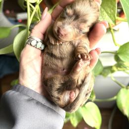 Annie may - Dapple female Dachshund puppy in California from Ranch Hand Weenies