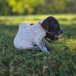 Red Male - Liver and white male German Shorthaired Pointer puppy in Linton, Indiana from Red White and Blue Kennel