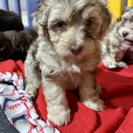 Merle - Chocolate brindle male Havapoo puppy in Medina, Ohio from Momma's Mastiffs