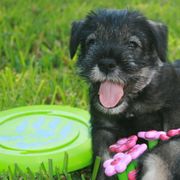 Standard Schnauzers from Steadfast Standard Schnauzers