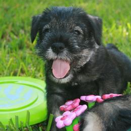 Standard Schnauzers from Steadfast Standard Schnauzers