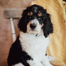 Arlo - Parti male Poodle puppy in Detroit Lakes, Minnesota from Pickerel Pups