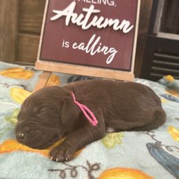 Pink - Liver female German Shorthaired Pointer puppy in Huntington, Texas from B&B GSP’S