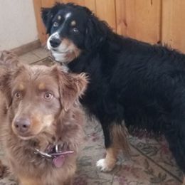 Australian Shepherds from Silverheels Australian Shepherds