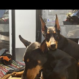 Doberman Pinscher Puppies from Ocean’s Breeze Doberman Pinschers