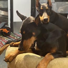 Doberman Pinscher Puppies from Ocean’s Breeze Doberman Pinschers