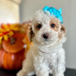 Jane - Parti female Poodle puppy in Kentucky from Deerly Poodles