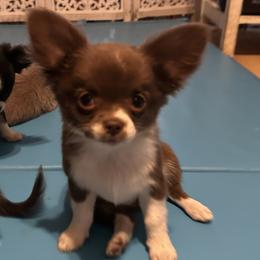 Boy 5 - male Chihuahua puppy in Northboro, Iowa from So Sweet Chihuahuas