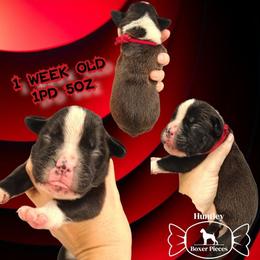 MS RED - Brindle female Boxer puppy in Deland, Florida from Huntley Boxer Pieces